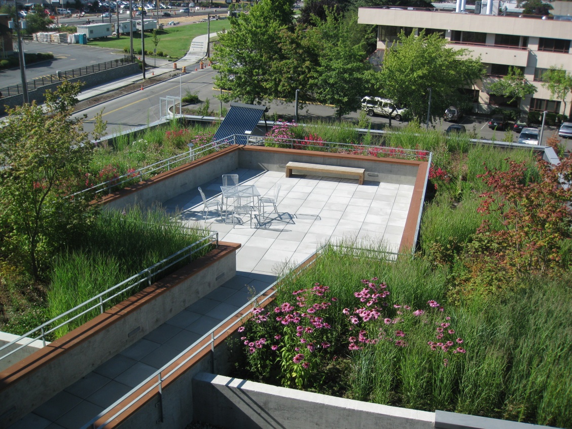 City Hall green roof rain garden.