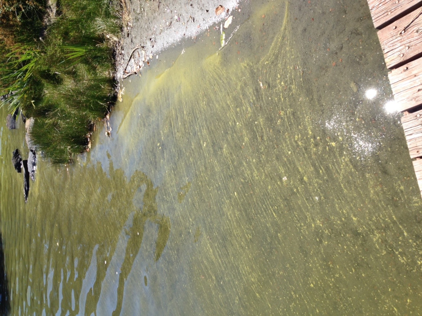 Echo Lake toxic algae example 02