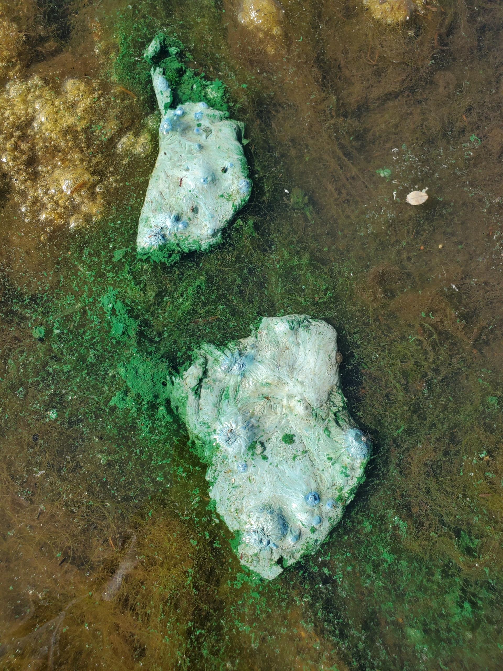 Blue green algae example (Ronald Bog)