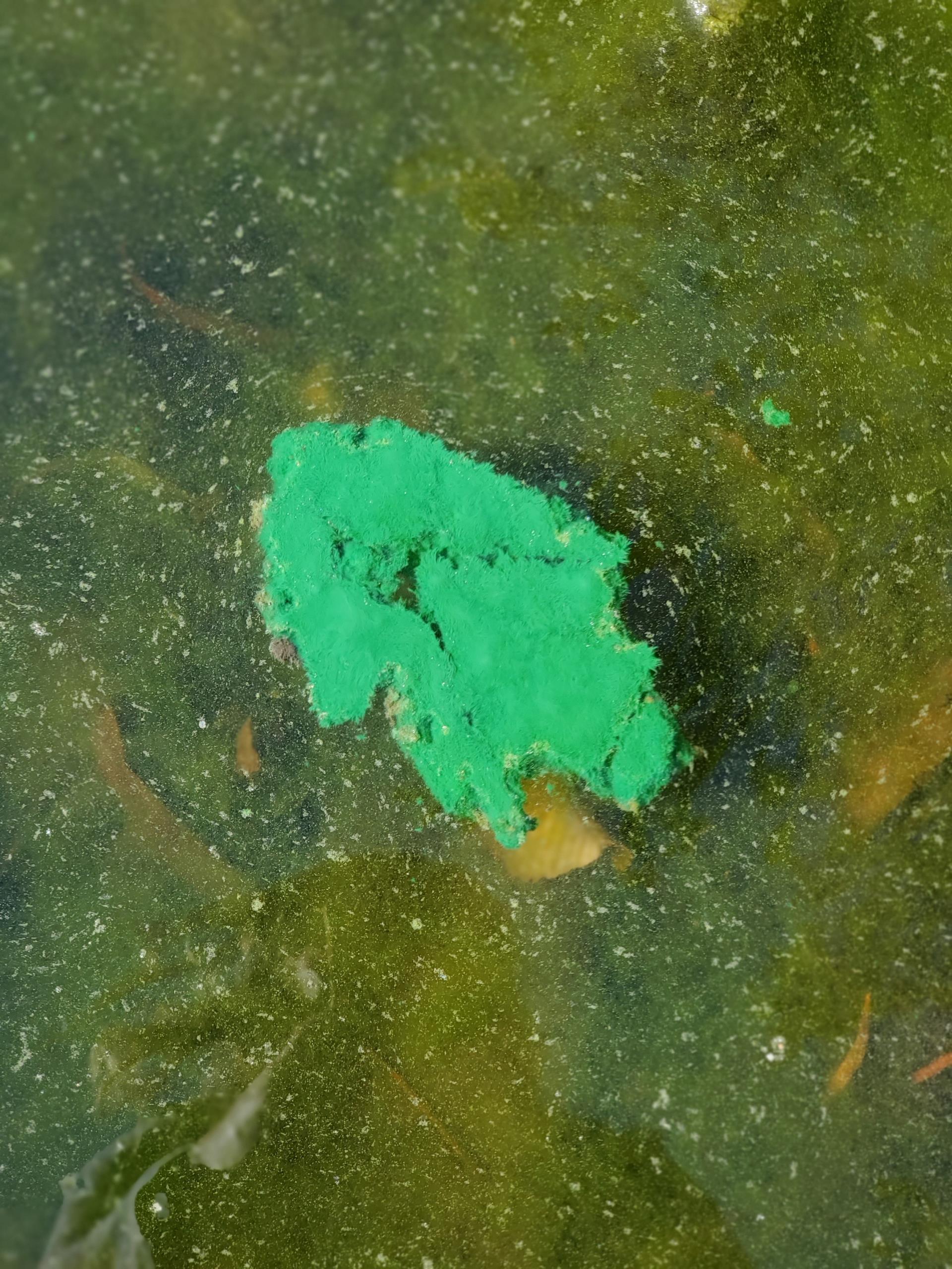 Blue green algae example 2 (Ronald Bog)