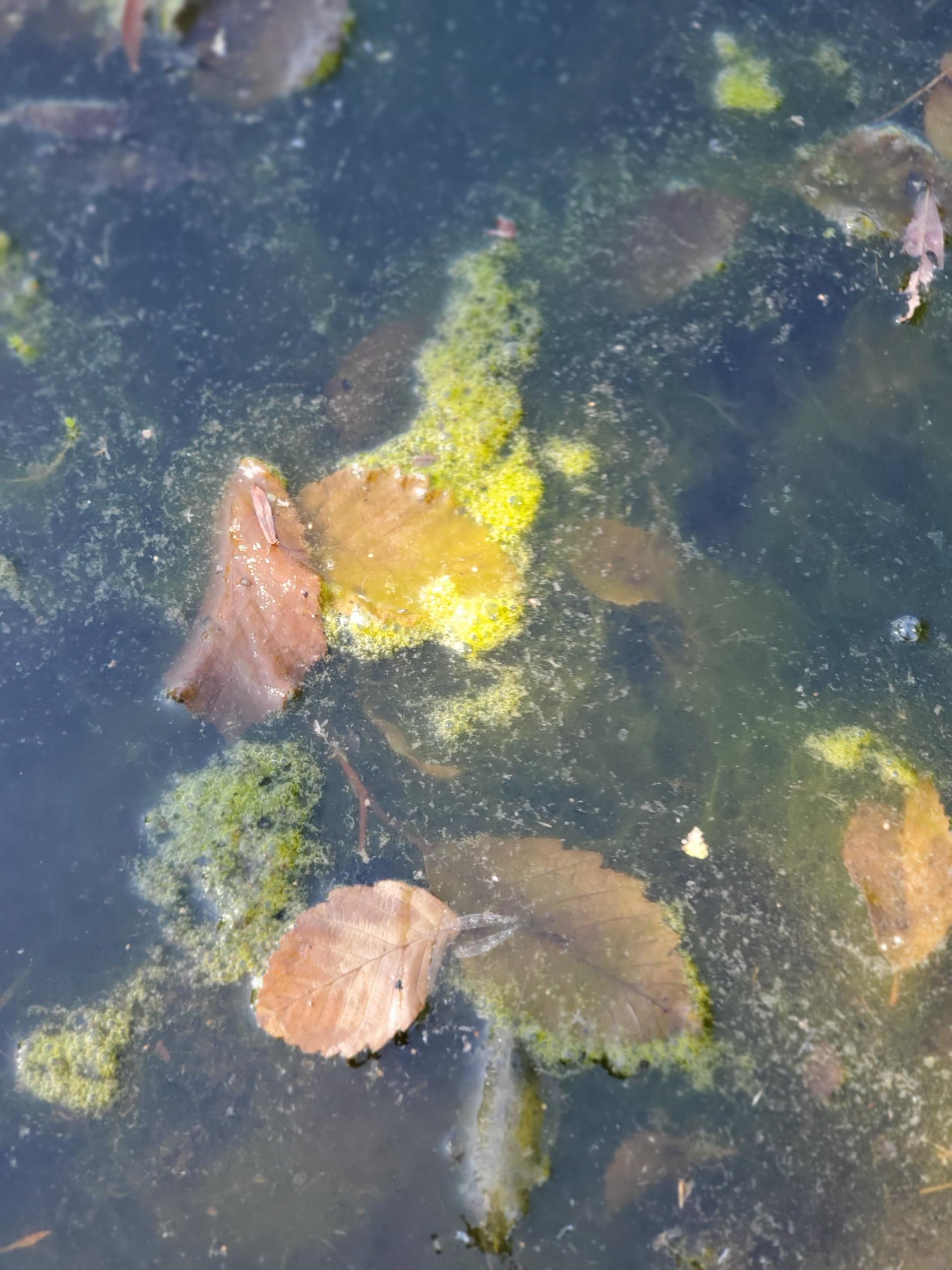 Algae example (Twin Ponds)