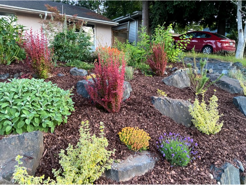 Ridgecrest Native Vegetation Landscaping (garden planted and photo taken in 2019)