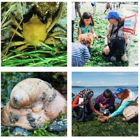 Low-Tide Beach Explorations