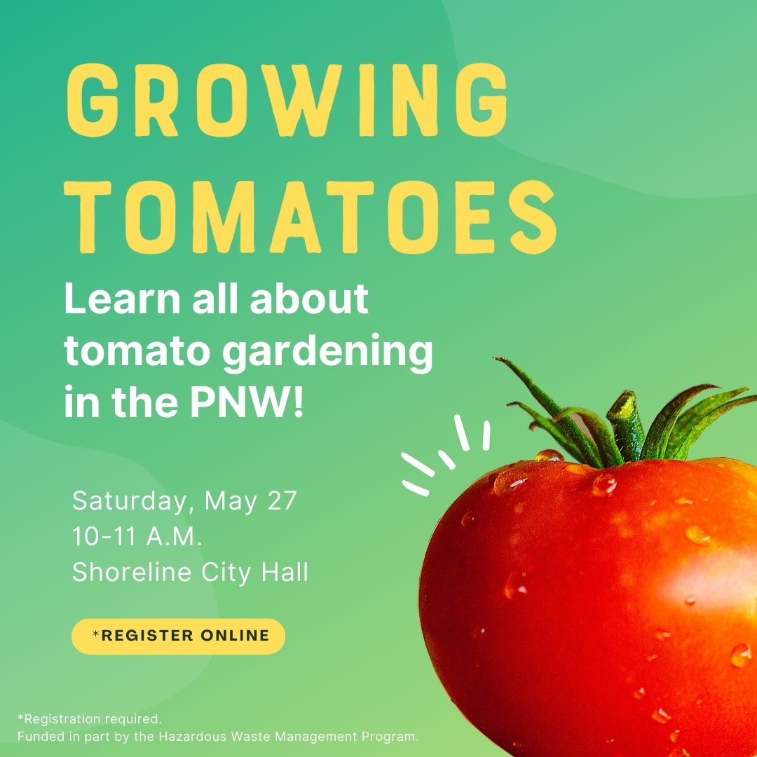 Promo image for the May 27 Growing Tomatoes workshop from 10-11 a.m. at Shoreline City Hall.