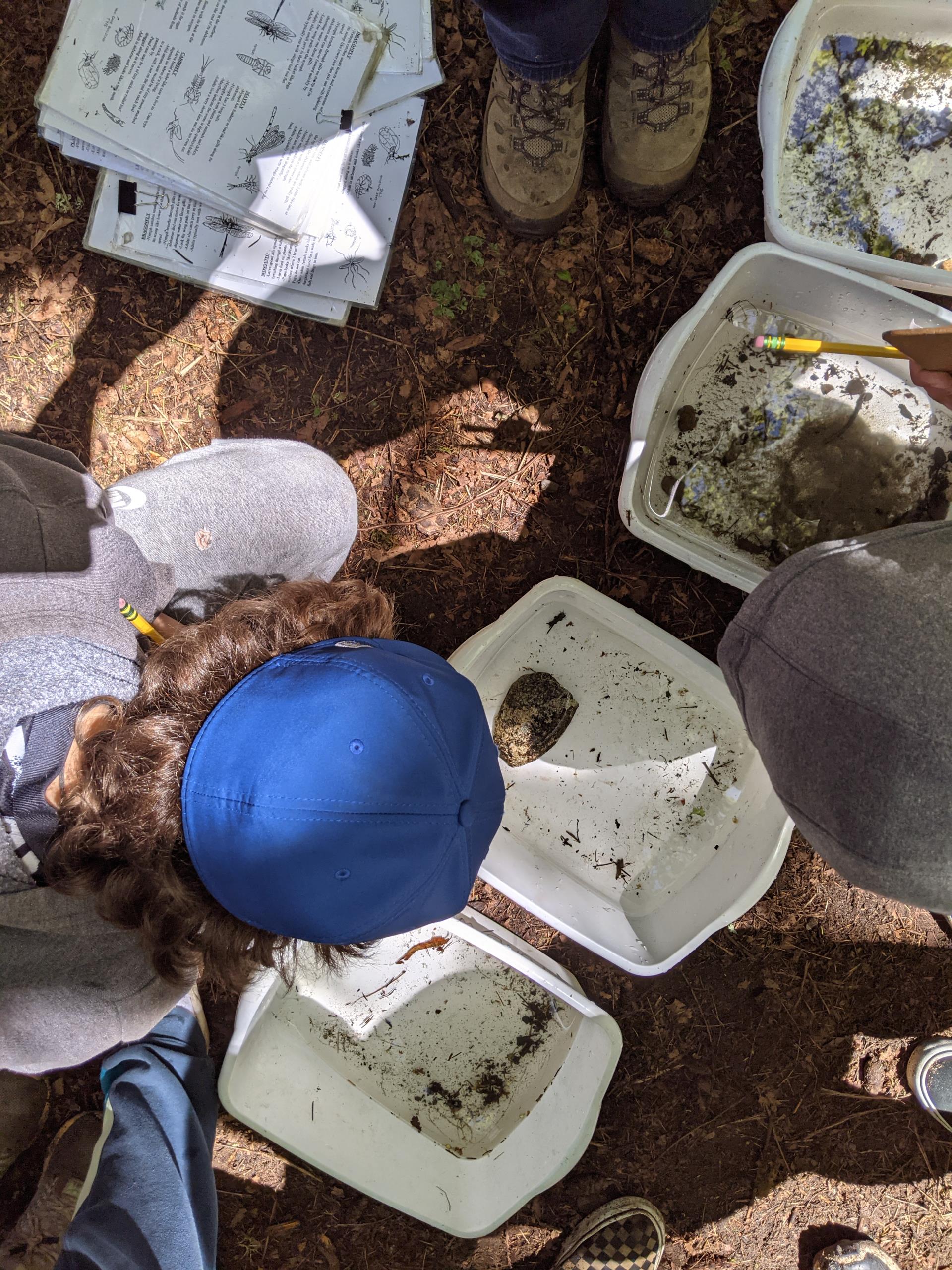 Students taking water samples on a field trip at Boeing Creek