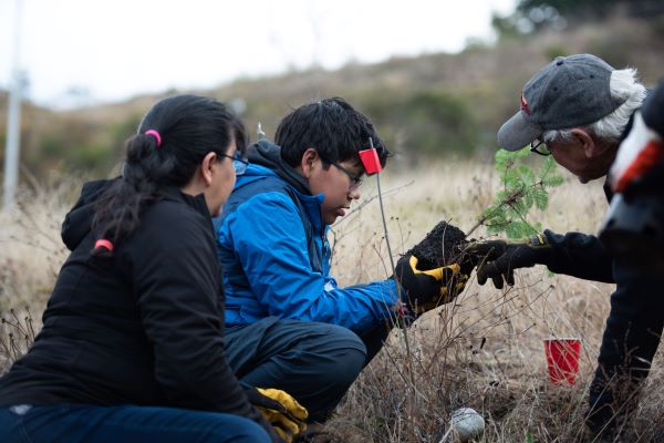 Three volunteers looking at roots of a small tree at a volunteer tree planting event.