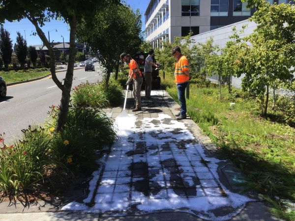 City staff in orange shirts use a Foamstream to spray herbicide-free foam onto weeds in sidewalk cracks.