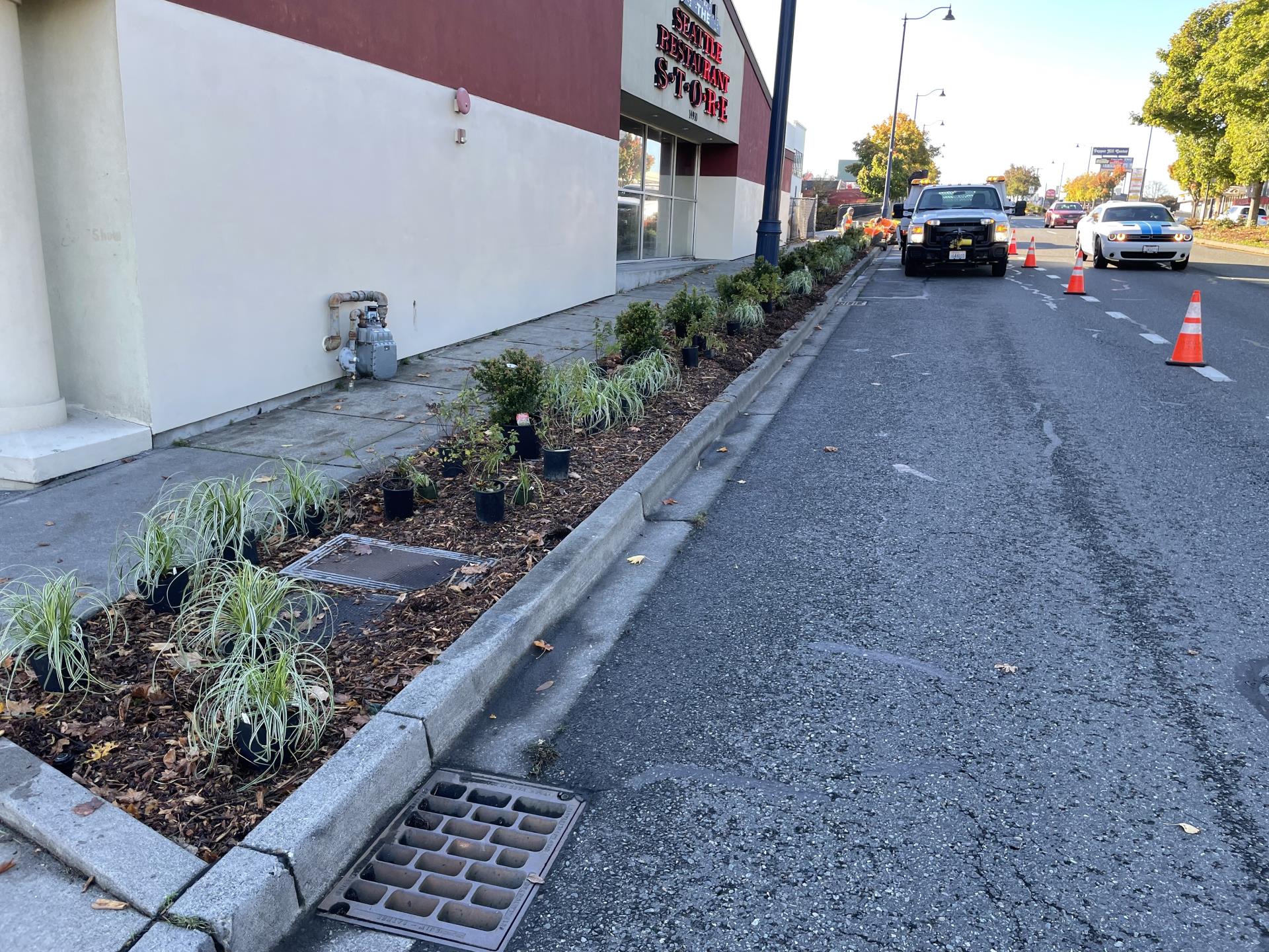 Amenity zone next to sidewalk along Aurora Avenue North showing deweeded and mulched after grounds maintenance crew work. 