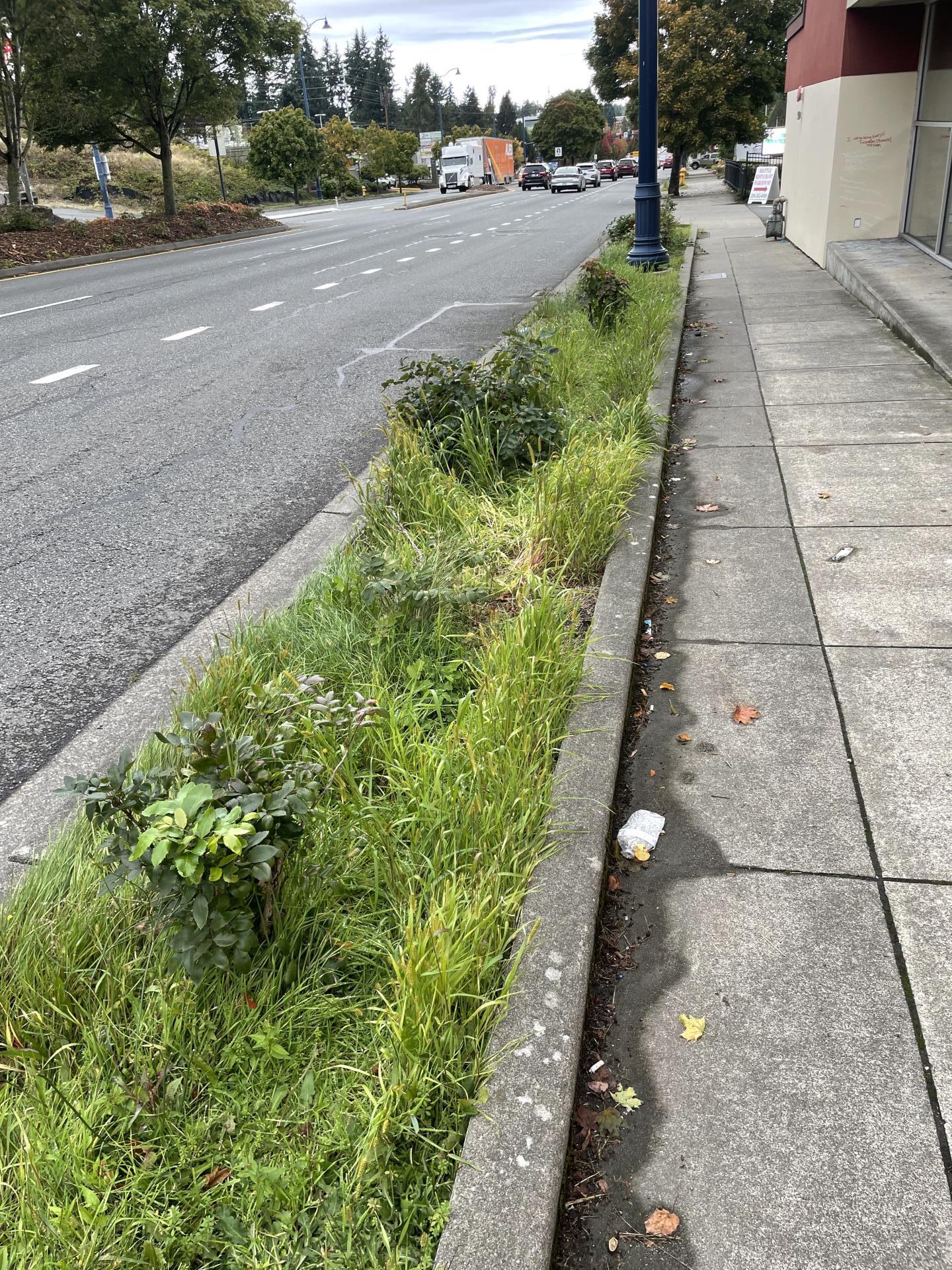 Amenity zone next to sidewalk along Aurora Avenue North showing overgrown grass and weeds before grounds maintenance work.