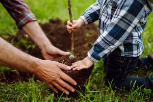 tree, planting, communitrees