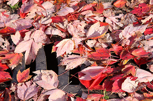 Fall leaves on a storm drain