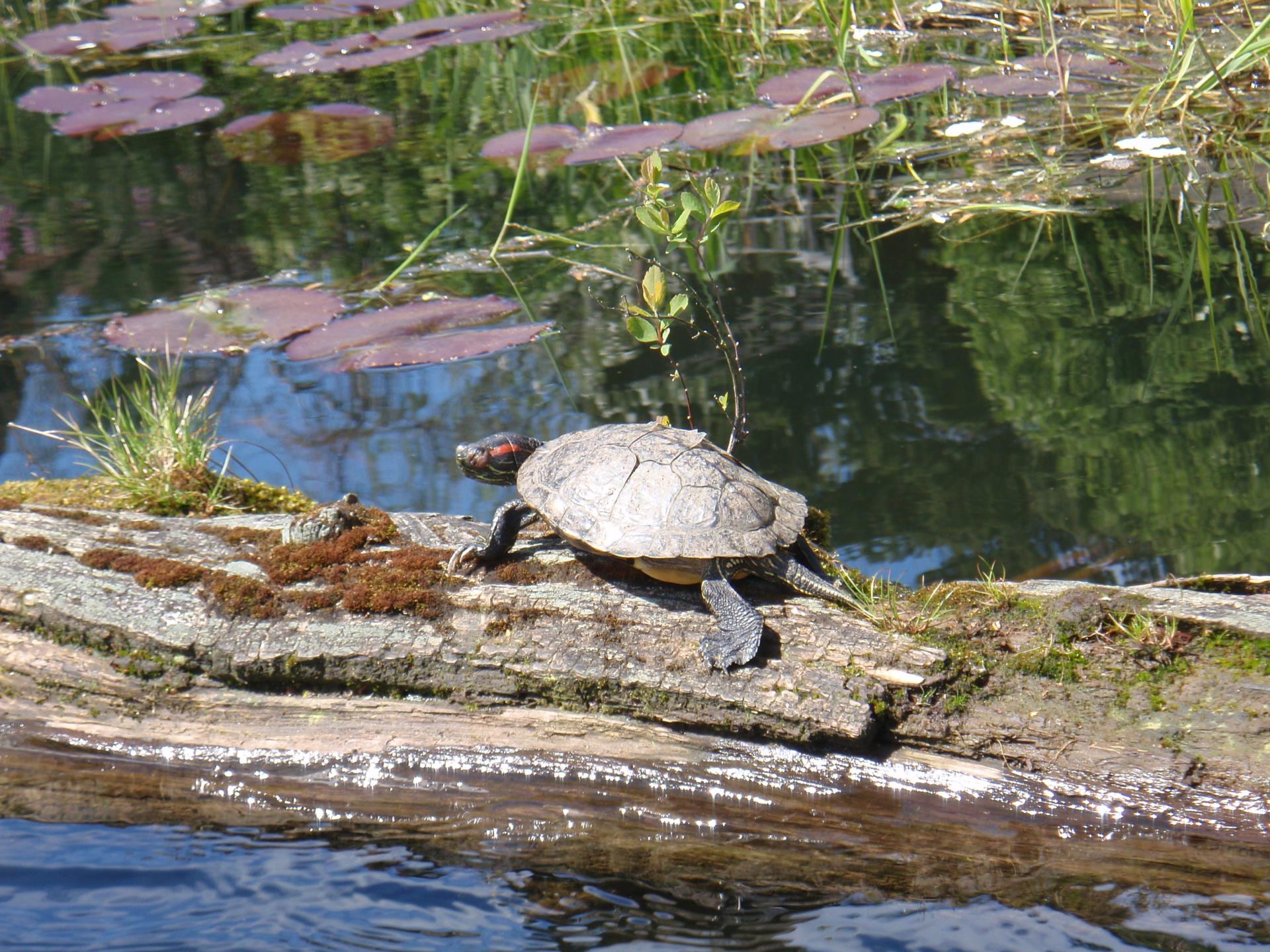 turtle on log